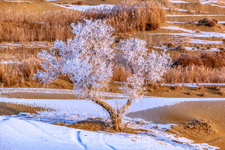 Photographed at Lobu Lake in the Taklimakan Desert in Xinjiangの写真素材