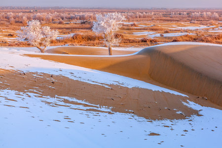 Photographed at Lobu Lake in the Taklimakan Desert in Xinjiangの写真素材