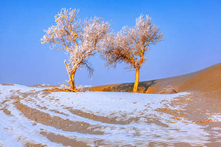 Photographed at Lobu Lake in the Taklimakan Desert in Xinjiangの写真素材