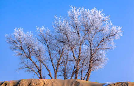 Photographed at Lobu Lake in the Taklimakan Desert in Xinjiangの写真素材
