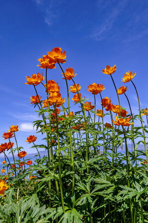 Taken in Sailimu Lake Scenic Area, Bortala Mongolian Autonomous Prefecture, Xinjiangの写真素材