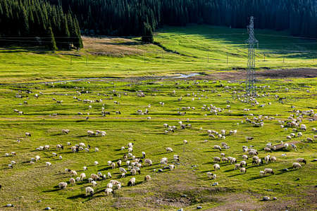Filmed in Gongnaisi Forest Farm, Hejing County, Bayingoleng Mongolian Autonomous Prefecture, Xinjiang.の写真素材