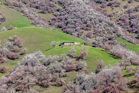 Filmed in Ye Xinglin Scenic Spot, Turgen Township, Xinyuan County, Ili Kazakh Autonomous Prefecture,...