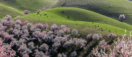 Filmed in Ye Xinglin Scenic Spot, Turgen Township, Xinyuan County, Ili Kazakh Autonomous Prefecture,...
