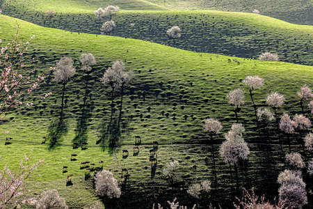 Filmed in Ye Xinglin Scenic Spot, Turgen Township, Xinyuan County, Ili Kazakh Autonomous Prefecture,...
