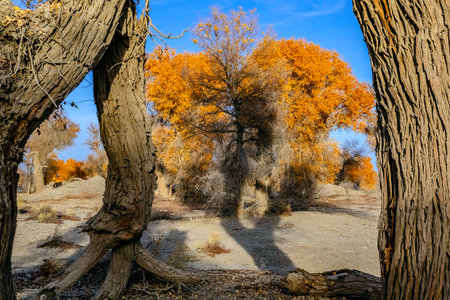 Photo taken in the Populus euphratica forest reserve in the heart of the Taklimakan Desert in the Tarim Basin, Lunnan Town, Luntai County, Bayinguoleng Mongol Autonomous Prefecture, Xinjiang, China. The Populus euphratica forests in the Tarim Basin in Xinjiang account for 70% of the world's total Populus euphratica forest area.の写真素材