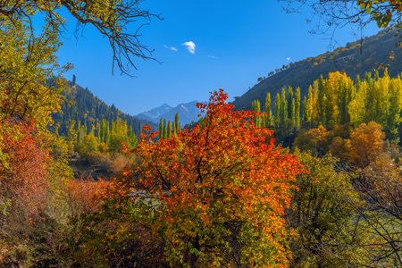 Photographed in the Kurdnin Scenic Area, a World Natural Heritage Site in Gongliu County, Ili Kazakh Autonomous Prefecture, Xinjiang, China.の写真素材