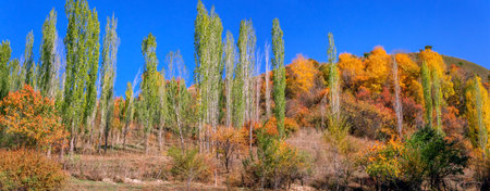 Photographed in the Kurdnin Scenic Area, a World Natural Heritage Site in Gongliu County, Ili Kazakh Autonomous Prefecture, Xinjiang, China.の写真素材
