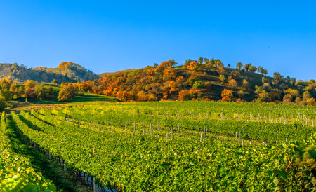 Photographed at the Kurdenin World Natural Heritage Scenic Area, Gongliu County, Ili Kazakh Autonomous Prefecture, Xinjiang, China.の写真素材