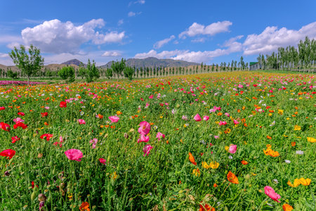 Photographed at the 3A-level flower sea scenic spot in Yining County, Yili Kazakh Autonomous Prefecture, Xinjiang, Chinaの写真素材