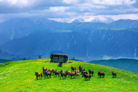 Photographed in the hinterland of Nalati Mountain, Nalati Grassland, a World Natural Heritage Site,...