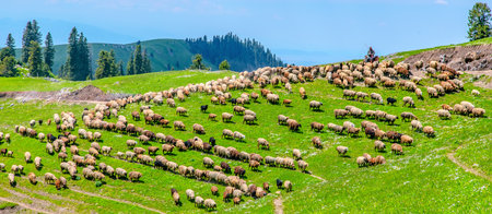 Photographed in the hinterland of Nalati Mountain, Nalati Grassland, a World Natural Heritage Site,...