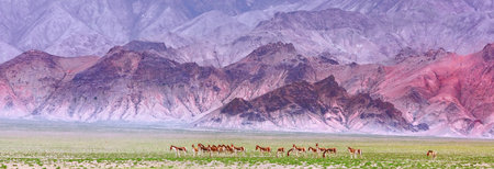 Photographed in the Altun Mountain National Nature Reserve in Ruoqiang County, Bayingolin Mongol Autonomous Prefecture, Xinjiang, China. With an average altitude of over 4,200 meters, it is the highest desert in the world and a paradise for wildlife.の写真素材