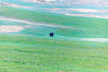 Photographed in the Altun Mountain National Nature Reserve in Ruoqiang County, Bayingolin Mongol Autonomous Prefecture, Xinjiang, China. With an average altitude of over 4,200 meters, it is the highest desert in the world and a paradise for wildlife.の写真素材