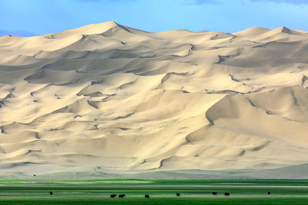 Photographed in the Altun Mountain National Nature Reserve in Ruoqiang County, Bayingolin Mongol Autonomous Prefecture, Xinjiang, China. With an average altitude of over 4,200 meters, it is the highest desert in the world and a paradise for wildlife.の写真素材