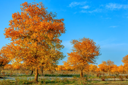Photographed in the Populus euphratica forest scenic area in Zepu County, Kashgar Prefecture, Xinjiang, China.の写真素材