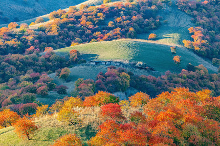 Photographed in the wild apricot forest of Nalati Mountain in Turgen Township, Xinyuan County, Ili...