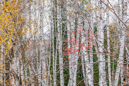 Photographed in Hemu Scenic Area of Kanas Scenic Area, Burqin County, Altai Region, Xinjiang, China.の写真素材