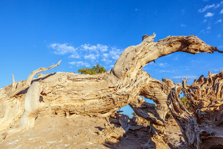 Photographed in the Populus euphratica forest scenic area in Mulei County, Changji Hui Autonomous Prefecture, Xinjiang, China.の写真素材