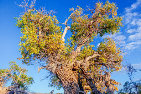 Photographed in the Populus euphratica forest scenic area in Mulei County, Changji Hui Autonomous Prefecture, Xinjiang, China.の写真素材