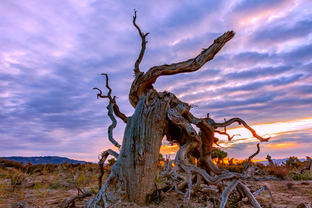 Photographed in the Populus euphratica forest scenic area in Mulei County, Changji Hui Autonomous Prefecture, Xinjiang, China.の写真素材