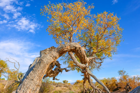 Photographed in the Populus euphratica forest scenic area in Mulei County, Changji Hui Autonomous...