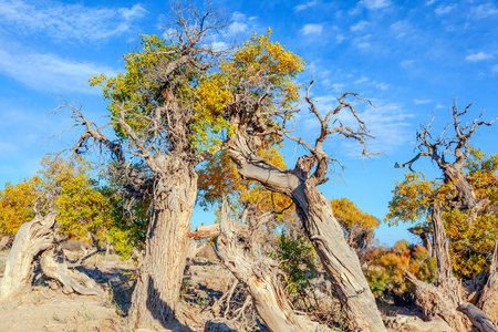 Photographed in the Populus euphratica forest scenic area in Mulei County, Changji Hui Autonomous Prefecture, Xinjiang, China.の写真素材