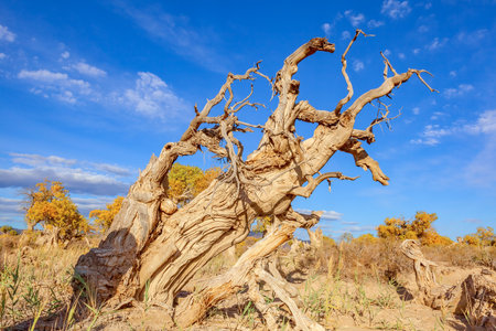 Photographed in the Populus euphratica forest scenic area in Mulei County, Changji Hui Autonomous Prefecture, Xinjiang, China.の写真素材