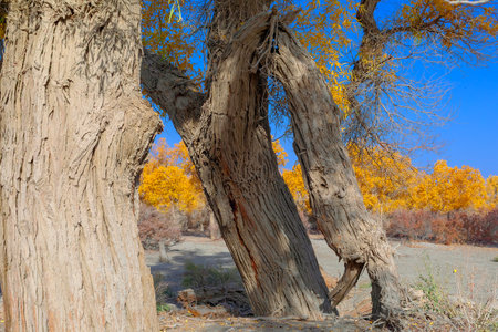Photographed in Washi Town, Ruoqiang County, Bayingolin Mongol Autonomous Prefecture, Xinjiang, China.の写真素材