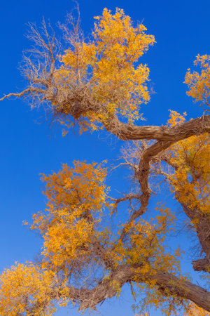 Photographed in Washi Town, Ruoqiang County, Bayingolin Mongol Autonomous Prefecture, Xinjiang, China.の写真素材