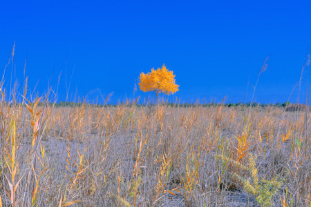 Photographed in Washi Town, Ruoqiang County, Bayingolin Mongol Autonomous Prefecture, Xinjiang, China.の写真素材