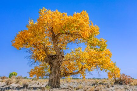 Photographed in Washi Town, Ruoqiang County, Bayingolin Mongol Autonomous Prefecture, Xinjiang, China.の写真素材