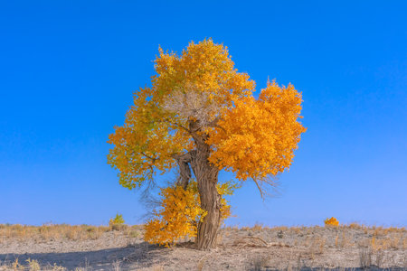 Photographed in Washi Town, Ruoqiang County, Bayingolin Mongol Autonomous Prefecture, Xinjiang, China.の写真素材
