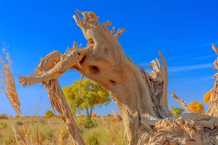 Photographed in Washi Town, Ruoqiang County, Bayingolin Mongol Autonomous Prefecture, Xinjiang, China.の写真素材