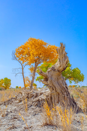 Photographed in Washi Town, Ruoqiang County, Bayingolin Mongol Autonomous Prefecture, Xinjiang, China.の写真素材