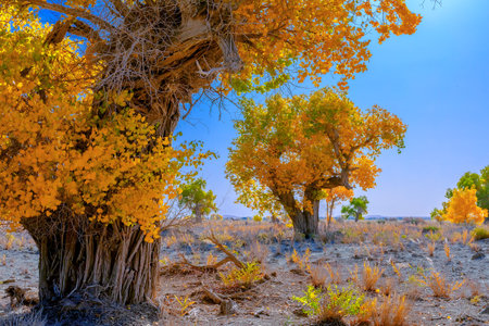 Photographed in Washi Town, Ruoqiang County, Bayingolin Mongol Autonomous Prefecture, Xinjiang, China.の写真素材