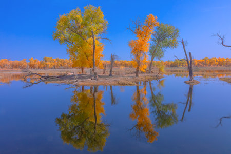 Photographed on the embankment of the Tarim River in Washi Town, Ruoqiang County, Bayingolin Mongol Autonomous Prefecture, Xinjiang, China.の写真素材
