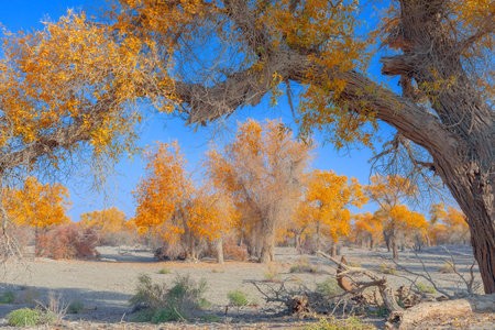 Photographed in Washi Town, Ruoqiang County, Bayingolin Mongol Autonomous Prefecture, Xinjiang, China.の写真素材