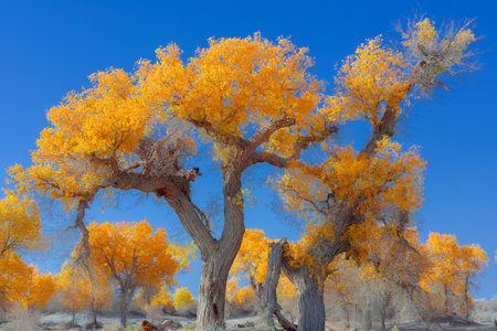 Photographed in Washi Town, Ruoqiang County, Bayingolin Mongol Autonomous Prefecture, Xinjiang, China.の写真素材