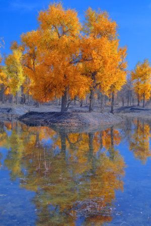 Photographed on the embankment of the Tarim River in Washi Town, Ruoqiang County, Bayingolin Mongol Autonomous Prefecture, Xinjiang, China.の写真素材