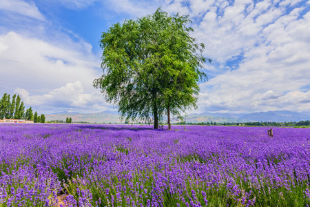 Photographed in the 10,000-acre lavender garden in Chabuchaer County, Ili Kazakh Autonomous Prefecture, Xinjiang, China.の写真素材