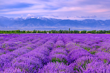 Photographed in a lavender garden.の写真素材