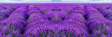 Photographed in the 10,000-acre lavender garden in Chabuchaer County, Ili Kazakh Autonomous Prefecture, Xinjiang, China.の写真素材