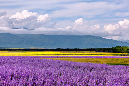 Photo taken in the farmland of Zhaosu County, Ili Kazakh Autonomous Prefecture, Xinjiang, China.の写真素材