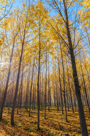Photographed in Yangshulin, east suburb of Yining City, Yili Kazakh Autonomous Prefecture, Xinjiang, China.の写真素材