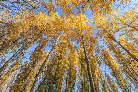 Photographed in Yangshulin, east suburb of Yining City, Yili Kazakh Autonomous Prefecture, Xinjiang, China.の写真素材