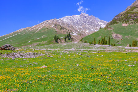 Photographed at Tangbula Grassland, Nileke County, Yili Kazakh Autonomous Prefecture, Xinjiang, China.の写真素材