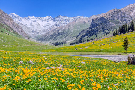 Photographed at Tangbula Grassland, Nileke County, Yili Kazakh Autonomous Prefecture, Xinjiang, China.の写真素材