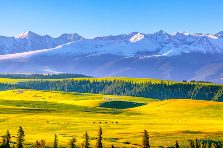 Photographed at the Karajun grassland, a world natural heritage site in Tekes County, Ili Kazakh Autonomous Prefecture, Xinjiang, China.の写真素材