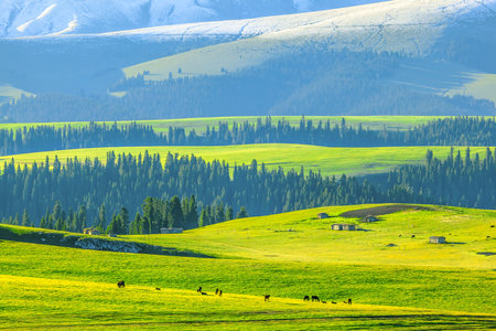 Photographed at the Karajun grassland, a world natural heritage site in Tekes County, Ili Kazakh...
